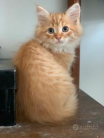 Gatti siberiani cuccioli