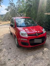 Panda rossa