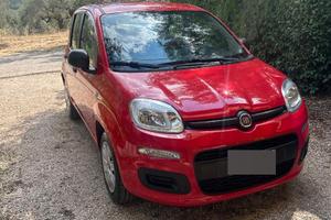 Panda rossa