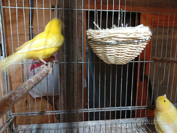 Canarini coppie