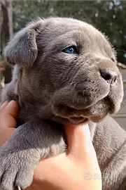 Cuccioli di Mastino Napoletano