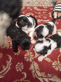 Vendita cucioli shitzu