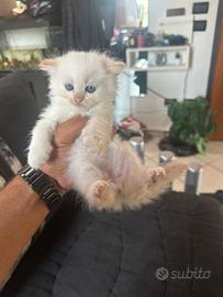 Cuccioli di gatto splendidi (Bianco e Grigio/Fumo)