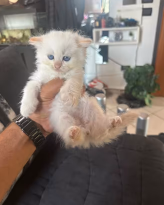 Cuccioli di gatto splendidi (Bianco e Grigio/Fumo)