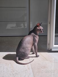 Sphynx gatto nudo