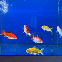 Pesci rossi sarasa, canarino, shubunkin