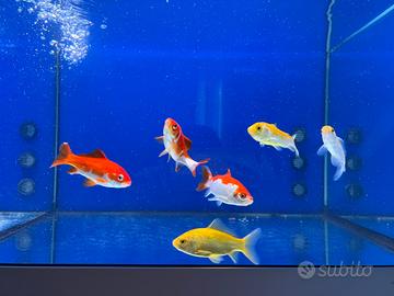 Pesci rossi sarasa, canarino, shubunkin