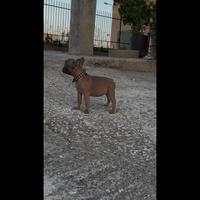 Cucciola Bulldog Francese