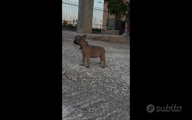 Cucciola Bulldog Francese