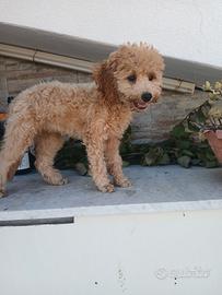 Cucciolo simil Barboncino com Microchip e Vaccini