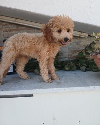 Cucciolo simil Barboncino com Microchip e Vaccini
