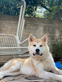 Maschi di Akita per accompagnamento