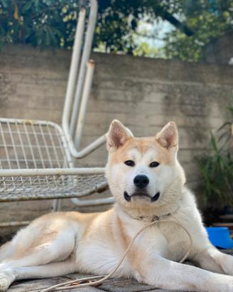 Maschi di Akita per accompagnamento