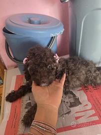 Cucciola barboncino taglia piccola cioccolato