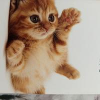 28 Quadernoni a quadretti 1 cm, righe di 2 e 3