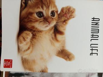 28 Quadernoni a quadretti 1 cm, righe di 2 e 3