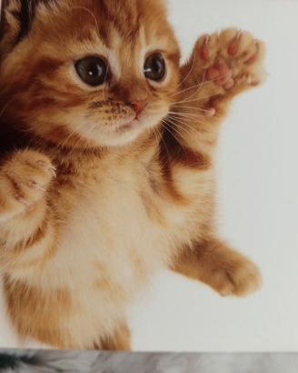 28 Quadernoni a quadretti 1 cm, righe di 2 e 3