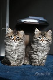 Gattini Siberiani con pedigree
