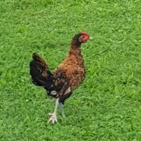 Gallina, Gallo americano