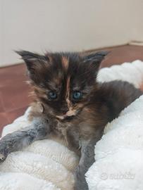 cuccioli Maine Coon 