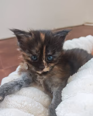 cuccioli Maine Coon 