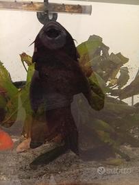 Pesce pulitore Ancistrus/Plecostomus