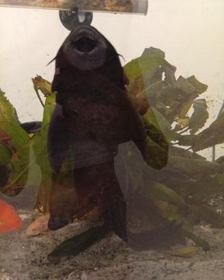 Pesce pulitore Ancistrus/Plecostomus