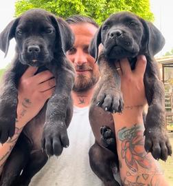 Cane corso