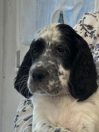 Setter inglese femmina