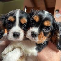 Cuccioli Cavalier King Charles spaniel - Milano
