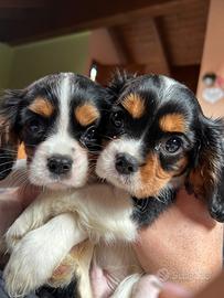 Cuccioli Cavalier King Charles spaniel - Milano