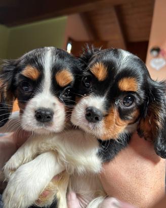 Cuccioli Cavalier King Charles spaniel - Milano