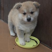 Cucciolo di akita inu
