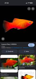 Platy Coral