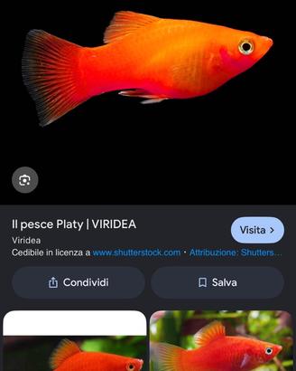 Platy Coral