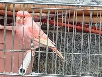 Canarina X riprodurre Mulotti