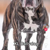 Cuccioli bully dog