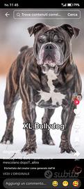 Cuccioli bully dog