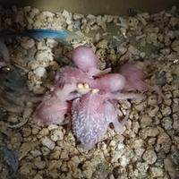 Disponibile pulli di cocorita da allevare a mano