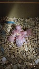 Disponibile pulli di cocorita da allevare a mano