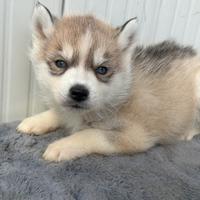 Siberian Husky con pedigree enci