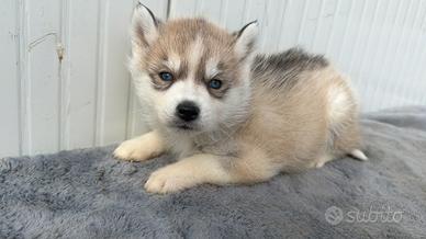 Siberian Husky con pedigree enci