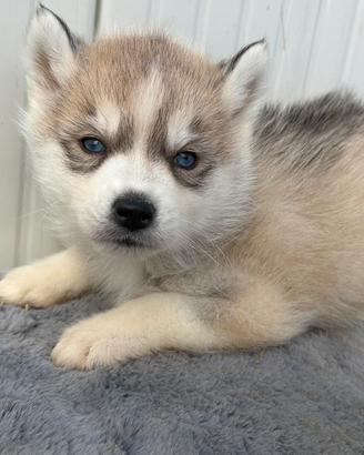 Siberian Husky con pedigree enci