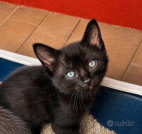 Gattino meticcio nero - piccolo Ombra
