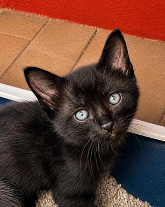 Gattino meticcio nero - piccolo Ombra