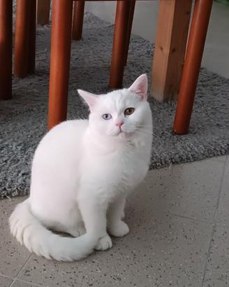 Gatto british