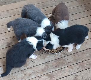 Cuccioli di Border Collie