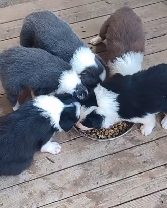 Cuccioli di Border Collie