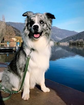 Cuccioli di bordercollie