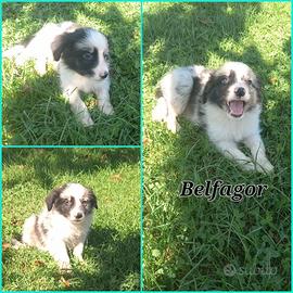Border collie pedigree
